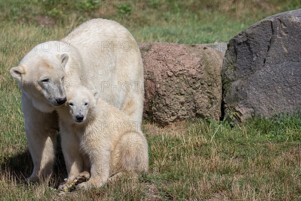 Polar Bears (Ursus maritimus)