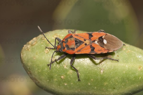 Black and Red Bug (Lygaeus pandurus) basking in the sun on the fruit of the caper shrub