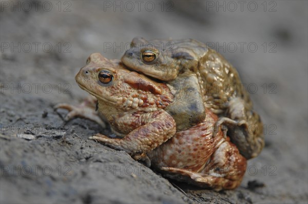 Common Toad or European Toad (Bufo bufo)