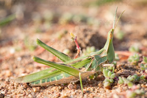 Grasshopper (Orthoptera)