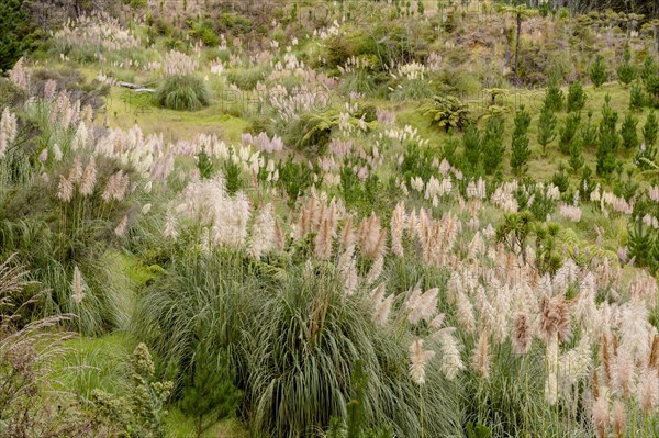 Natural landscape with Cortaderia (Cortaderia) in the Far North District