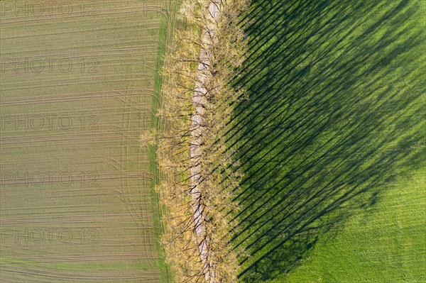 Tree row with long shadows