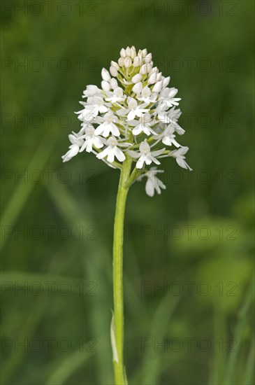 Rare white-flowering colour variation of Pyramidal Orchid (pyramidalis)