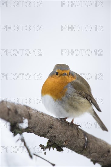 Robin (Erithacus rubecula)