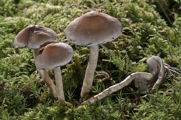 Snakeskin Brownie (Hypholoma marginatum)