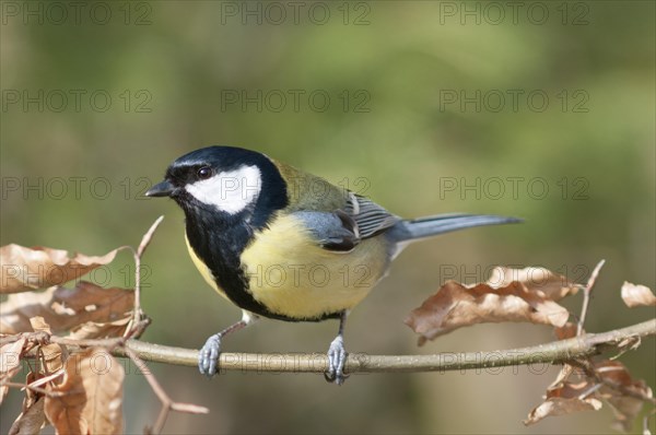 Great Tit (Parus major)