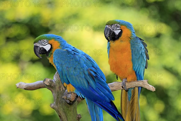 Blue and Yellow Macaws (Ara ararauna)