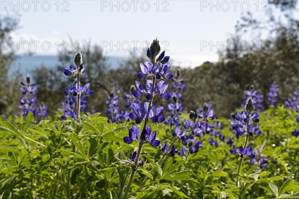 Blue Lupine or Narrow-leafed Lupine (Lupinus angustifolius)
