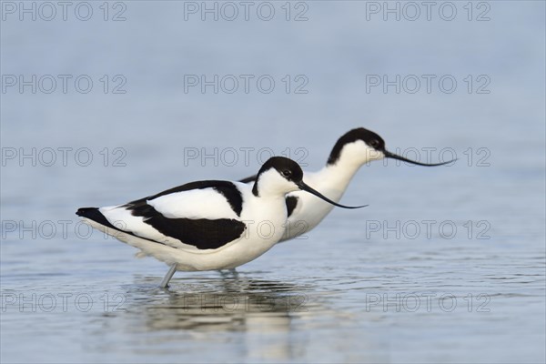 Two Pied Avocets (Recurvirostra avosetta)