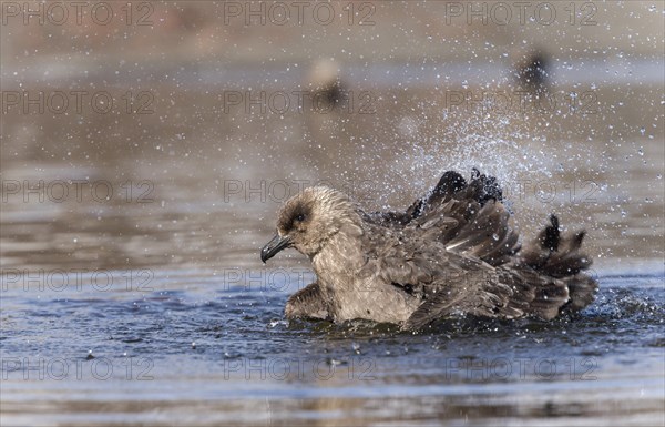 South Polar Skua (Stercorarius maccormicki) in water