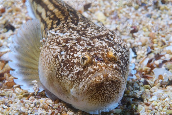 Atlantic stargazer (Uranoscopus scaber)