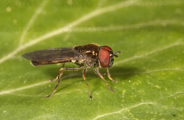 Melanostoma mellinum hoverfly