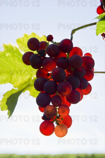 Red grapes