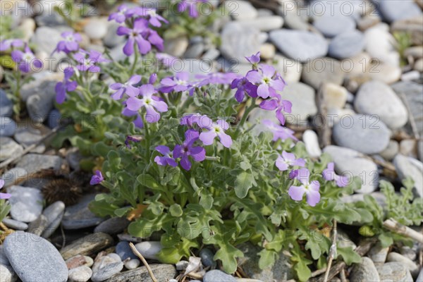 Flowering Three-horned Stock (Matthiola tricuspidata)