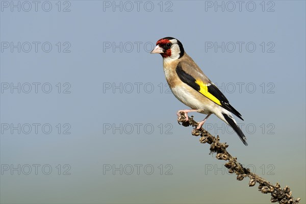 Goldfinch (Carduelis carduelis) perched on a branch