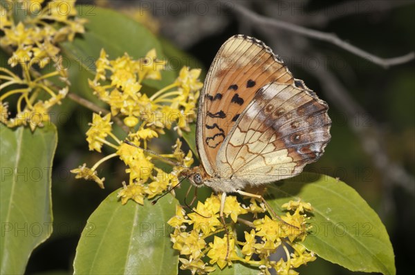 Marbled Fritillary (Brenthis daphne)