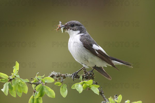 European Pied Flycatcher (Ficedula hypoleuca)