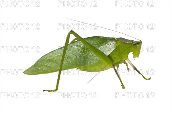 Oblong-Winged Katydid (Amblycorypha oblongifolia)