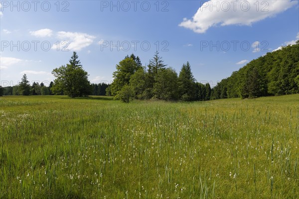 Wet meadow with Cotton Grass (Eriophorum sp.)