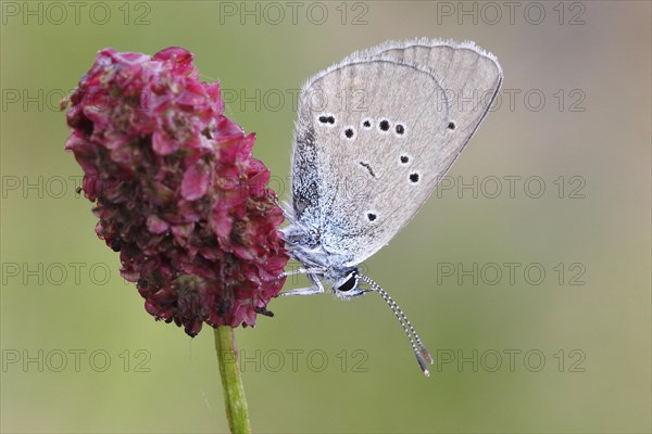 Mazarine Blue (Polyommatus semiargus) butterfly showing the underside of its wing on a Great Burnet (Sanguisorba officinalis)