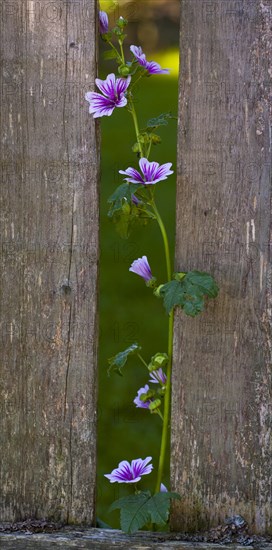 Mallow 'Zebrina' (Malva sylvestris 'Zebrina') growing next to picket fence