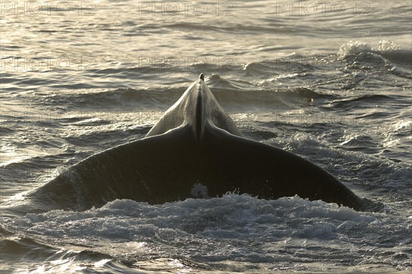 Fluke of a diving Humpback Whale (Megaptera novaeangliae)