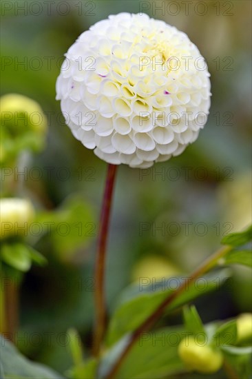 Pompon Dahlia (Dahlia)