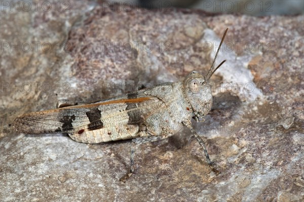 Blue-winged Sand Grasshopper (Sphingonotus caerulans)