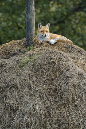 Red Fox (Vulpes vulpes) lying on a haystack