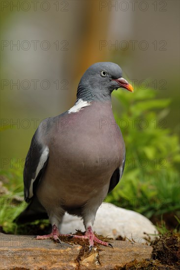 Common wood pigeon (Columba palumbus)