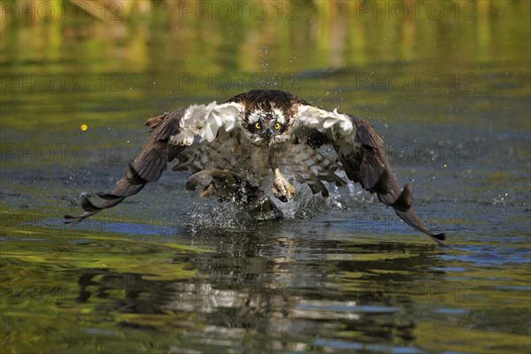 Osprey (Pandion haliaetus) taking flight after a successful hunt with Rainbow Trout (Oncorhynchus mykiss) as prey