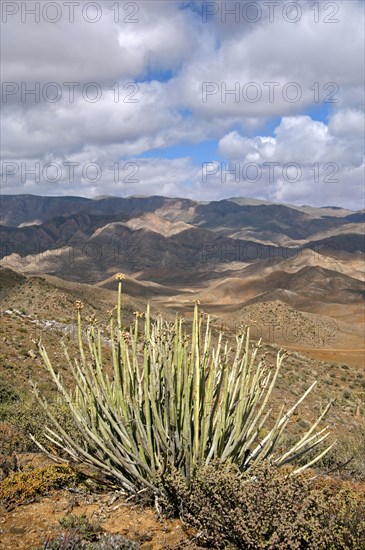 Dikboudmelkbos (Euphorbia dregeana) with seed heads in its habitat