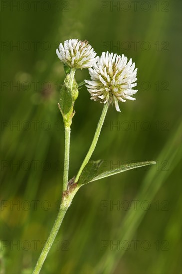 Mountain Clover (Trifolium montanum)