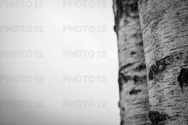 Two birch trunks in black and white