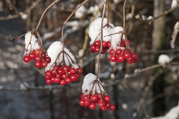 Viburnum (Viburnum opulus)