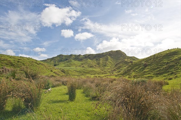 Landscape with green hills and rushes