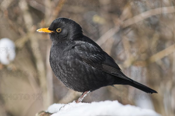 Blackbird (Turdus merula)