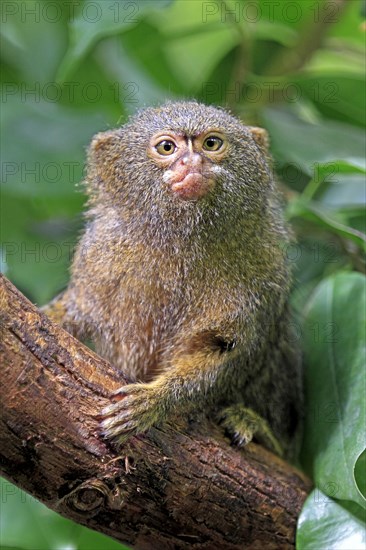 Pygmy Marmoset (Cebuella pygmaea)