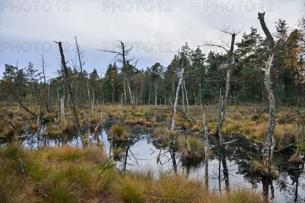 Dead trees in a rewetted peatlands in a bog