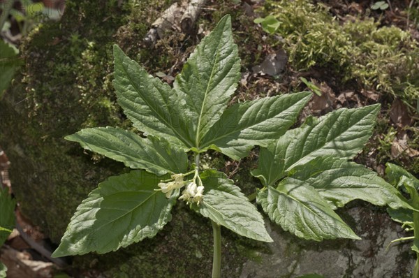 Drooping Bittercress (Dentaria enneaphyllos)