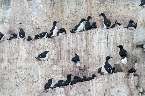 Thick-billed Murres or Bruennich's Guillemots (Uria lomvia) at the bird cliffs of Alkefjellet