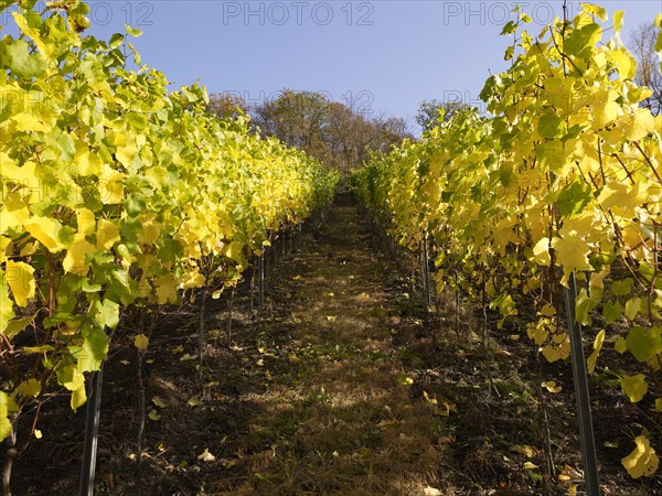 Vines in autumn