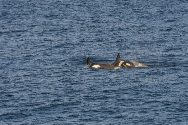 Killer Whales or Orca (Orcinus orca)