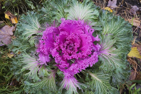 Ornamental cabbage (Brassica oleracea