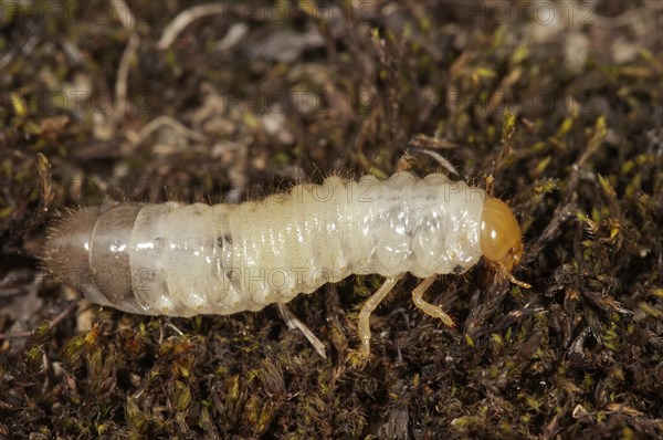 Scarab Beetle (Scarabaeidae sp.) larva