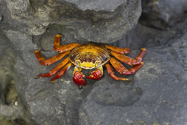 Red Rock Crab (Grapsus grapsus)