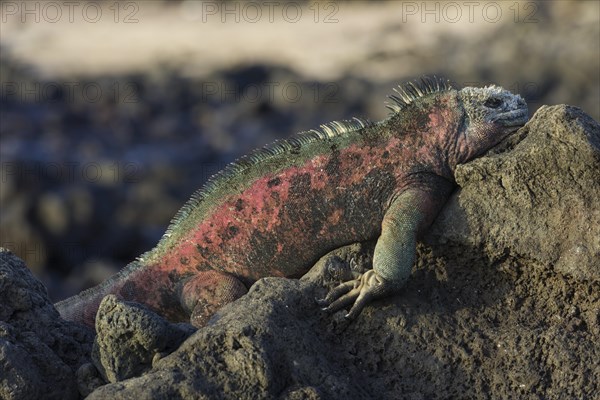 Marine Iguana (Amblyrhynchus cristatus)