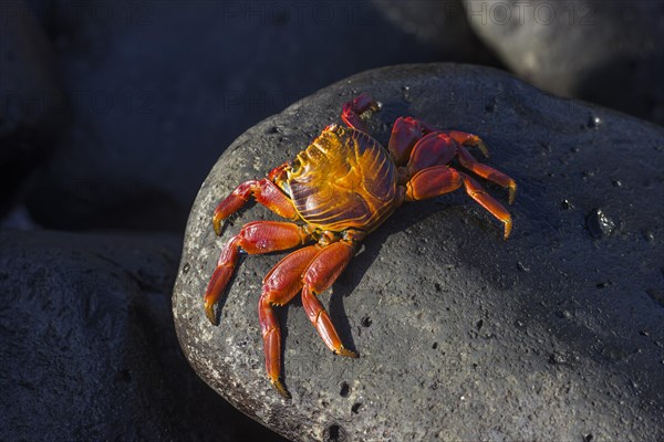 Red Rock Crab (Grapsus grapsus)