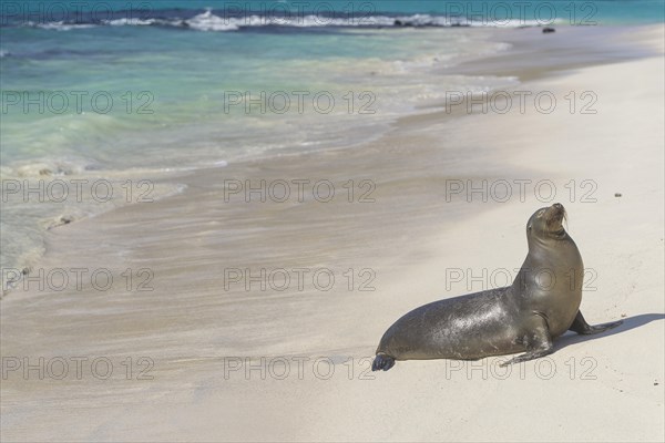 Galapagos Sea Lion (Zalophus wollebaeki) on the beach