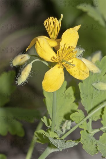 Greater Celandine or Tetterwort (Chelidonium majus)